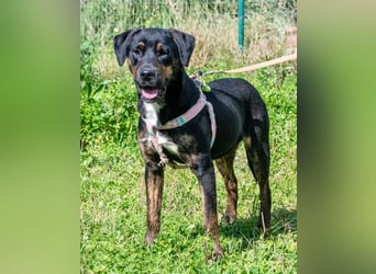 Alejandro – ein lebensfroher Hundejunge