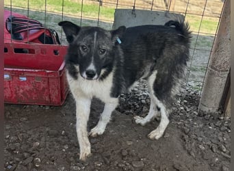 ♥NINCHEN♥ sehr zutrauliche Husky-Mix-Junghündin, die an uns Menschen sehr interessiert ist 44 cm