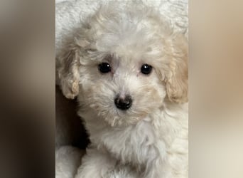 Sehr schöne Maltipoo welpen in abricot und crème farben