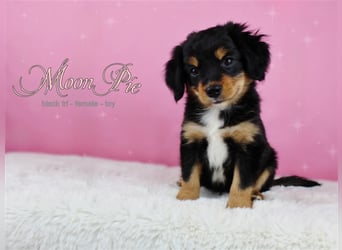 Miniature Australian Shepherd/Mini Aussie Welpen