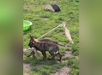 Dunkelgraue Schäferhunde aus Kör-u.Leistungzucht