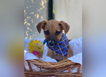 Adi LM - Zuhause gesucht – Neun kleine Hundekinder auf großer Mission