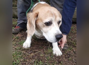 Pixi, Beagle