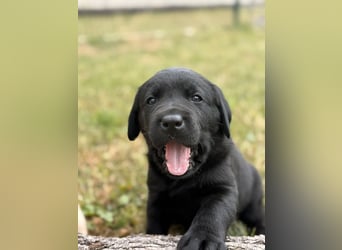 Labrador Welpen mit Ahnentafel