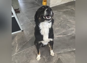 Socke - absoluter Familienhund