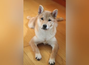 Schöne rote Shiba inu Welpe MEI,  mit FCI dokumenten
