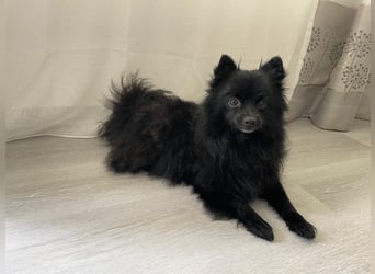 Pomeranian Kleinspitz Welpen