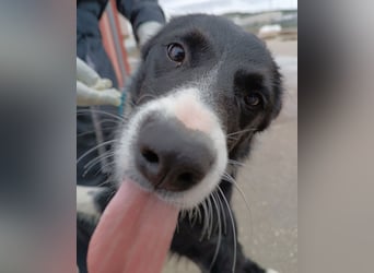 Rihanna mittelgroße Border Collie Mischlingshündin Mischling Junghund Hündin sucht Zuhause oder PS