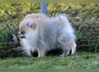 Zwergspitz Pomeranian Welpen Bärchengesichter mit Ahnentafel