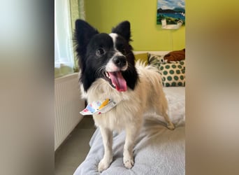 Leopold SR - kleiner Spitz mit großem Charme sucht seinen Platz im Leben