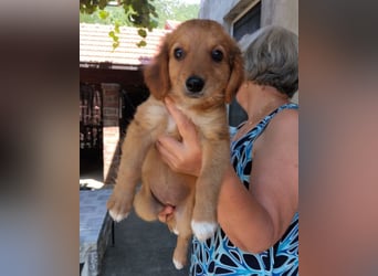 Kleine Mina ❤️ zauberhaftes Welpenmädchen