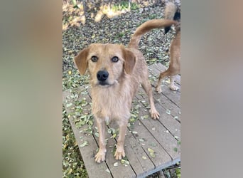 Kuckuck, wer schenkt Traumhund OLIVER ein liebevolles Zuhause?