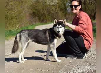 Dory sucht Husky Liebhaber