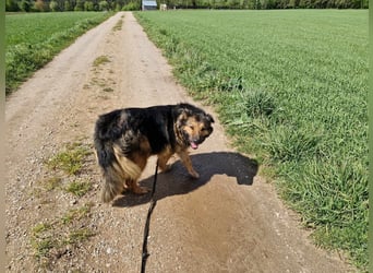 Ein Bärchen an Hündin, MALINA. Einfach nur lieb! SEHR menschenbezogen, ausgeglichen und lieb