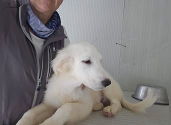 Lars: seine Hobbys: spielen, toben, kuscheln
