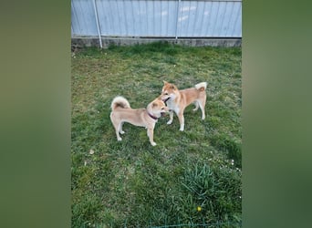 Shiba Inu Rüde (Reinrassig)+ Ratgeber(PDF)