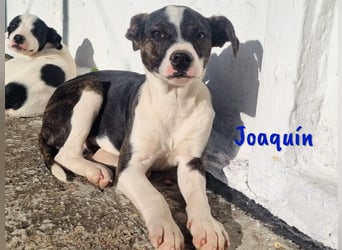 Joaquín 10/2024 (ESP Pflegestelle) - neugieriger und zärtlicher, kleiner Bodeguero-Mix Welpe!