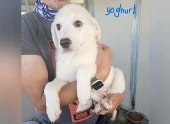 Yoghurt: möchte spielen, toben, schmusen