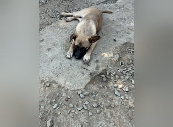 TULIP sucht ihre Menschen