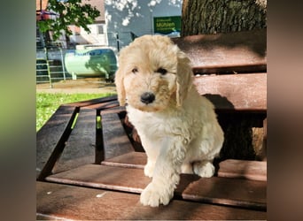Abgabebereite Goldendoodle & Labradoodle Labrador+Golden+Retriever+Pudel Welpen