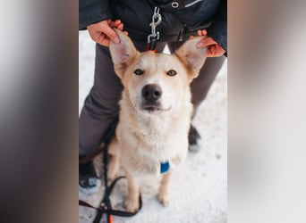 Labrador-Mix Mozart sucht Familie