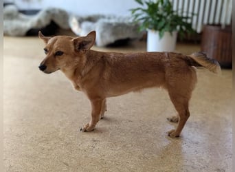 Greta und Helene, zwei süsse noch unerzogenen frechen Mäuse, nur im Doppelpack