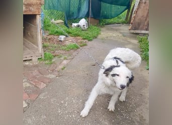 Thor verurteilt auf ein Leben an der Kette