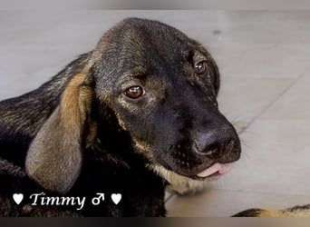 Adam, Ajax und Timmy suchen ein Zuhause
