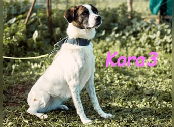 Kora3 08/2019 (ESP) - verspielte und kluge Boxer Mix Hündin!