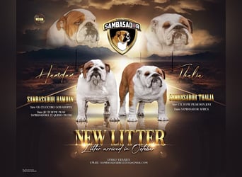 Englischen Bulldogge