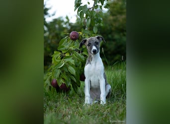 Whippet Welpen