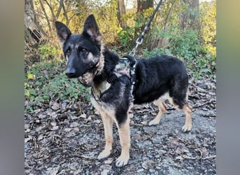 LIZA Collie-Schäferhund Mix