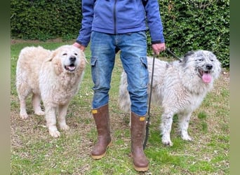 Jereld - Hund mit Sommersprossen sucht seine Familie
