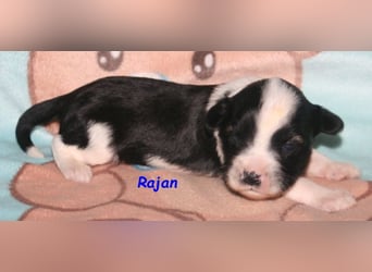 Kirsei-Kra Tibet Terrier Welpen ( VDH / ILT )