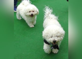 BUBI Bichon Mix
