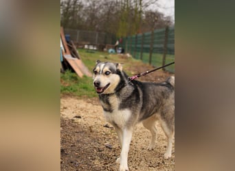 Dakota-VA – Schönheit mit Husky-Charme sucht Rasseliebhaber