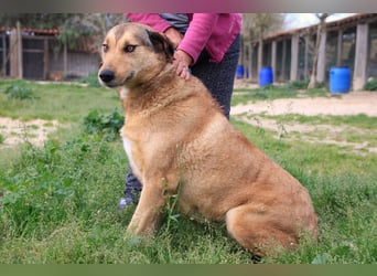 Kaleb, Mix Labrador / Rafeiro Alentejano, lieb und sozial
