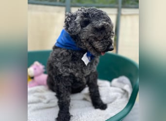 OTTO - Kleiner, freundlicher, Puli-Mix,allergikerfreundlich
