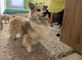 Joey SR - kleiner Kämpfer sucht sein Für-immer-Zuhause