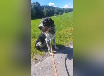 Findus liebt Spurensuche