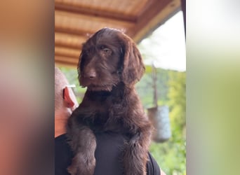 Labradoodle Welpe