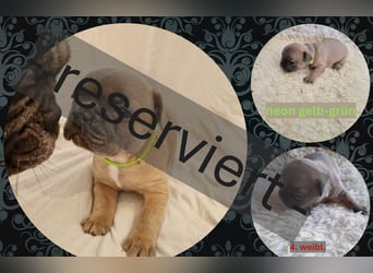 Französische Bulldoggen Welpen