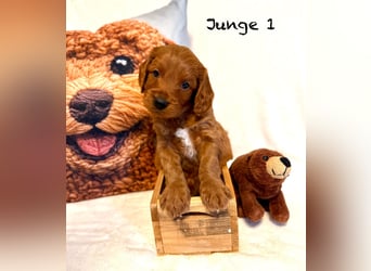 Cockerpoo / Cockapoo Welpen