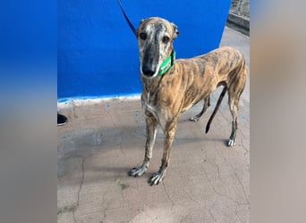 Wally, einfühlsamer verschmuster zugänglicher Galgo Mann