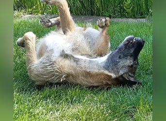 Molly, sucht ihre Menschen