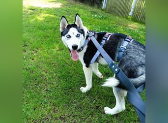 Luna - Scheidungskind - sucht aktive Menschen mit Herz und Hundeverstand