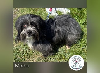 Micha: Hundekind sucht ein Zuhause