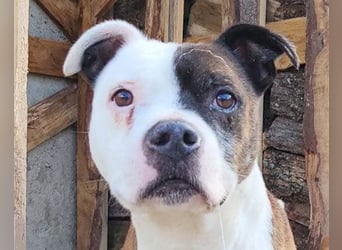 Momo ❤️ loyal, verschmust sucht Zuhause!