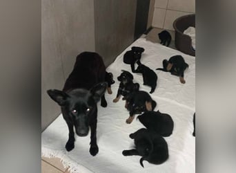 Sonja: Hundemama sucht Zuhause