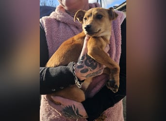 Stella, Pinscher-Mix, Hündin, klein, geb. 06.11.2024